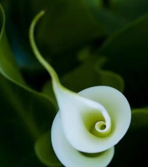 世界上有多少种花朵罕见 (最罕见的十大花朵排行榜)