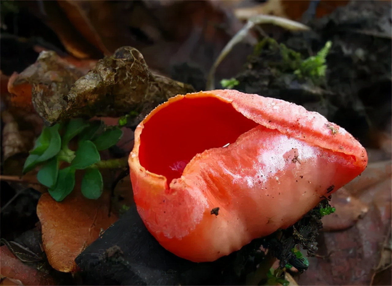 山上的菌类有哪些,好珍贵的野生菌类