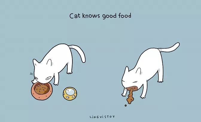 铲屎官的快乐你不懂,铲屎官的乐趣没有猫粮