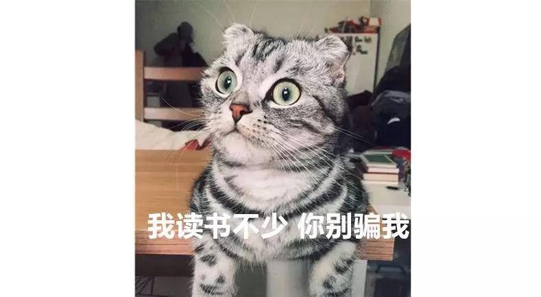 在猫舍买回来的猫,在猫舍买了只病猫怎么办