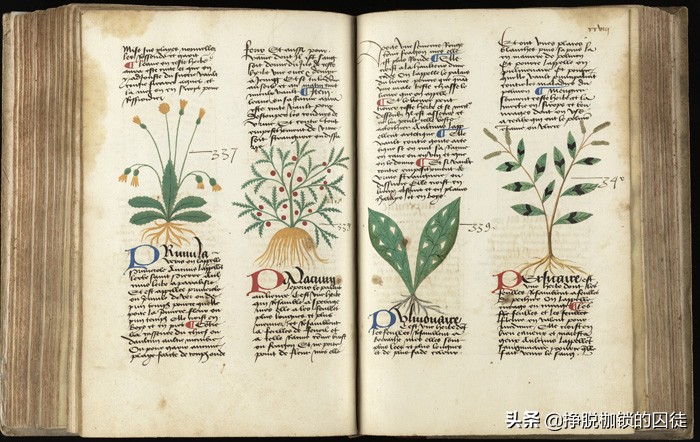 西方国家古代没有中药怎么治病,古代人生病都吃什么药