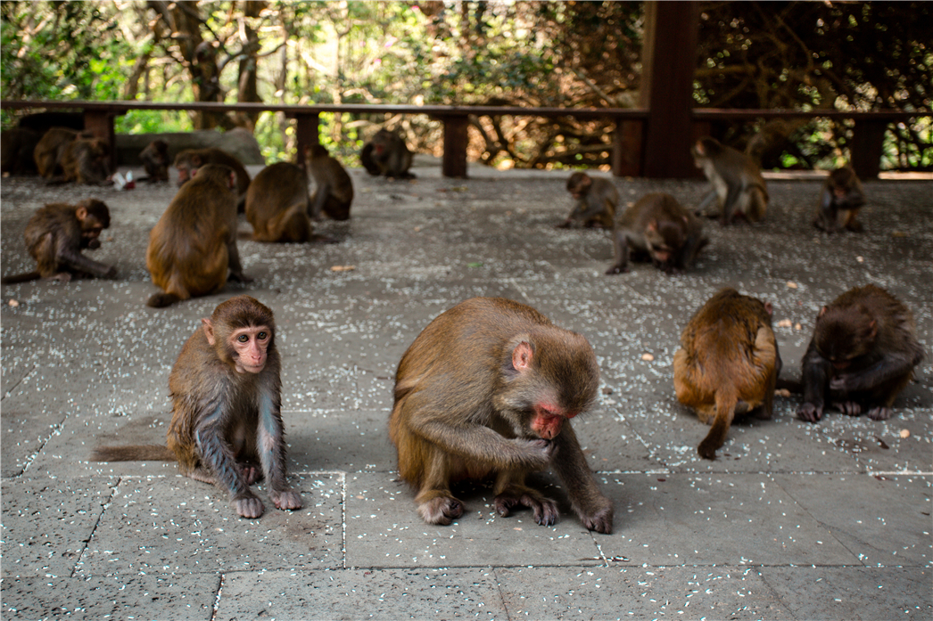 海南必玩猴岛与呆呆丨看萌呆猕猴，呆呆岛发呆