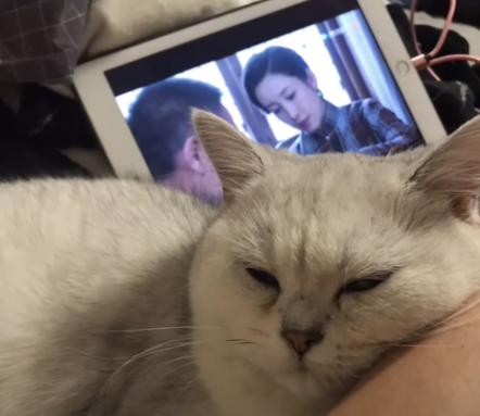 把猫咪独自留在家中是什么反应 (把猫咪独自放在家猫咪会伤心吗)