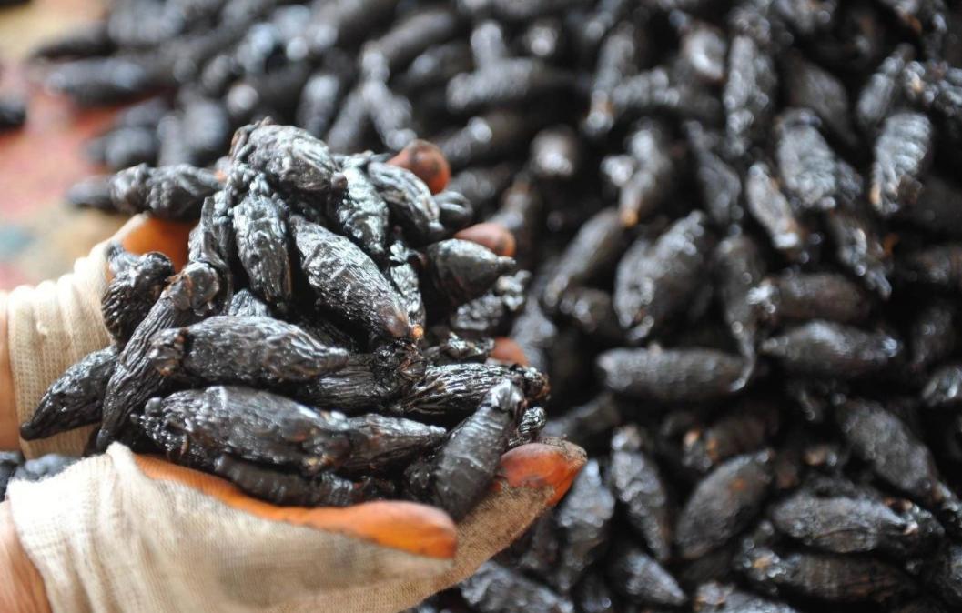 槟榔这么大危害为何不禁售,国家对槟榔政策