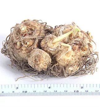 马蹄莲的种植方法,马蹄莲的种植指南