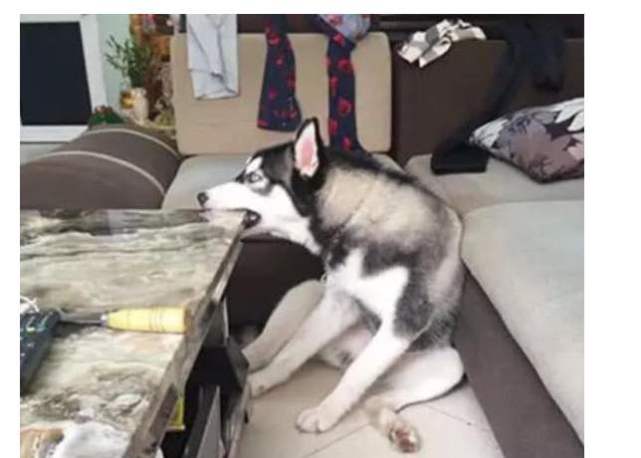 狗狗前脚分叉无力畸形,狗狗前脚畸形是什么样的