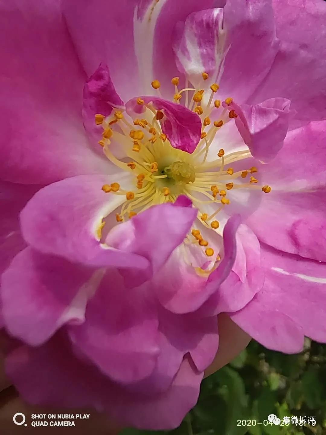 努比亚play和红米note10pro哪个好,努比亚play详细细节测评