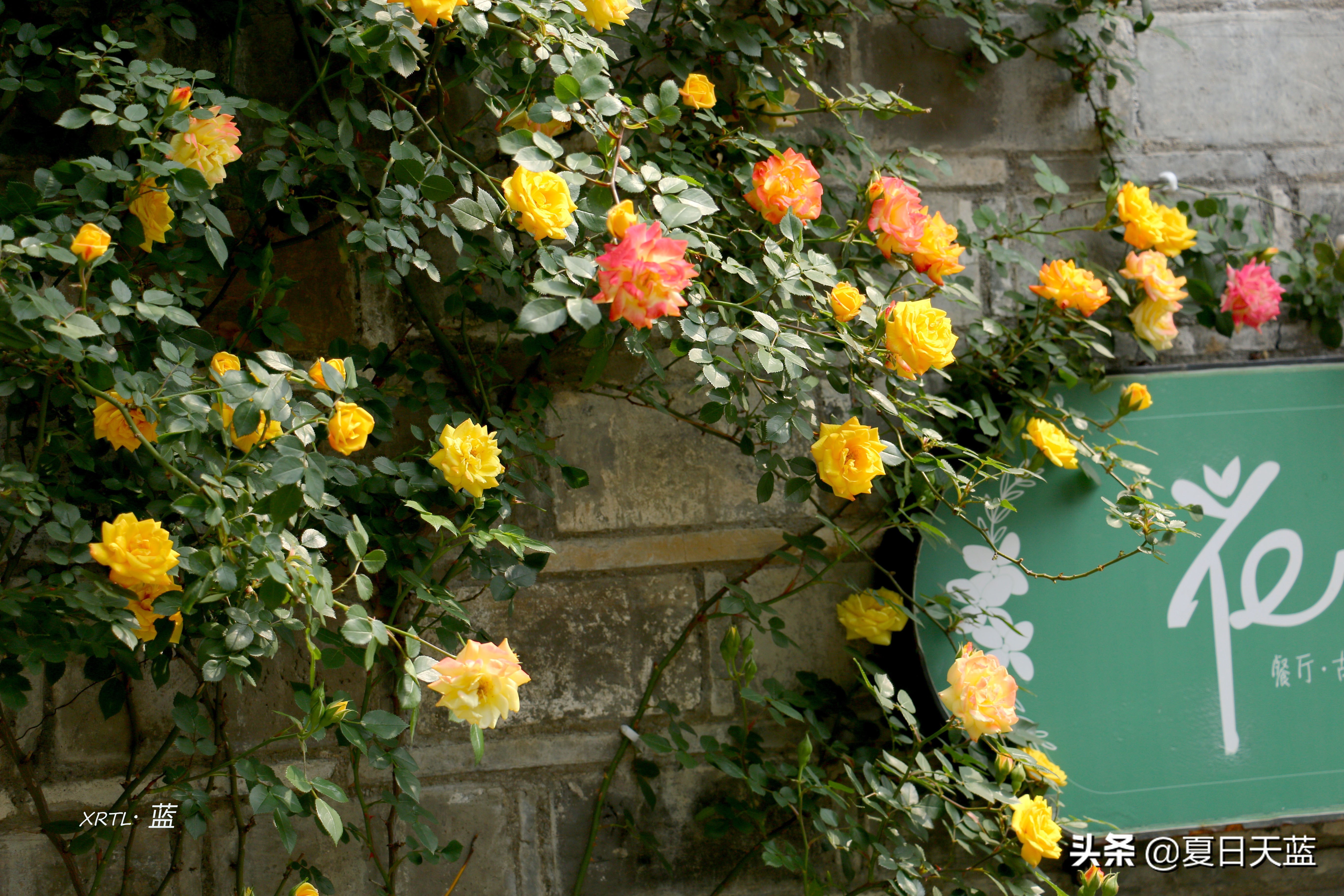 老门东蔷薇高清图片,老门东蔷薇花人像