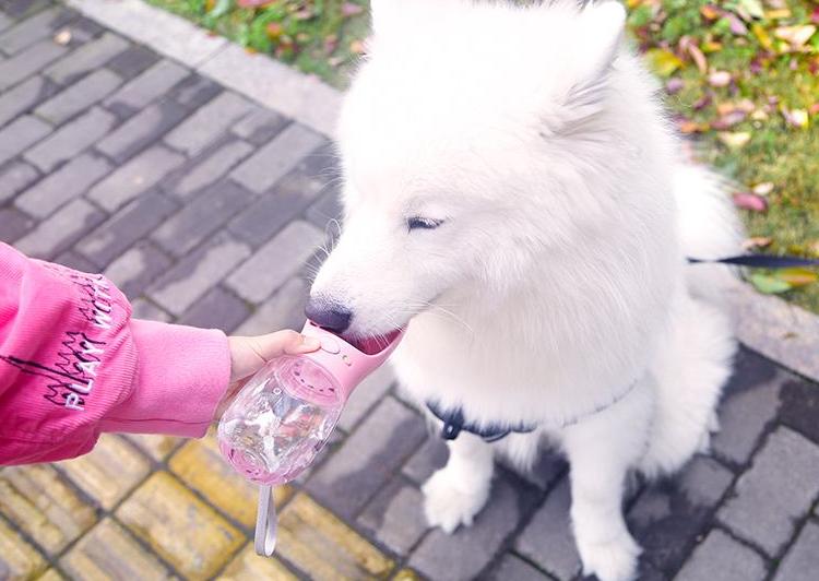 狗狗有泪痕吃什么药可以消除,狗狗有泪痕的原因和减少方法