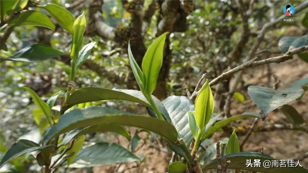 冰岛五寨糯五价格,冰岛五寨谁最有性价比