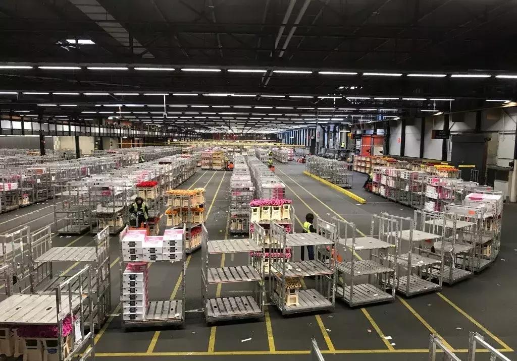 世界顶级鲜花市场,全国最大鲜花交易市场