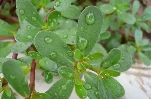 蛋鸡感冒喂什么药最好,产蛋鸡用什么药退烧