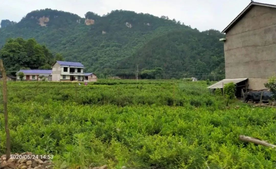 张家界的莓茶酥,张家界的莓茶是什么植物