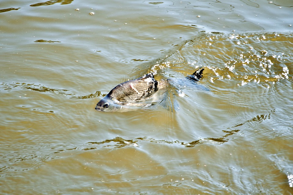 活在当下太累了怎么办,活腻了对生活绝望了怎么办
