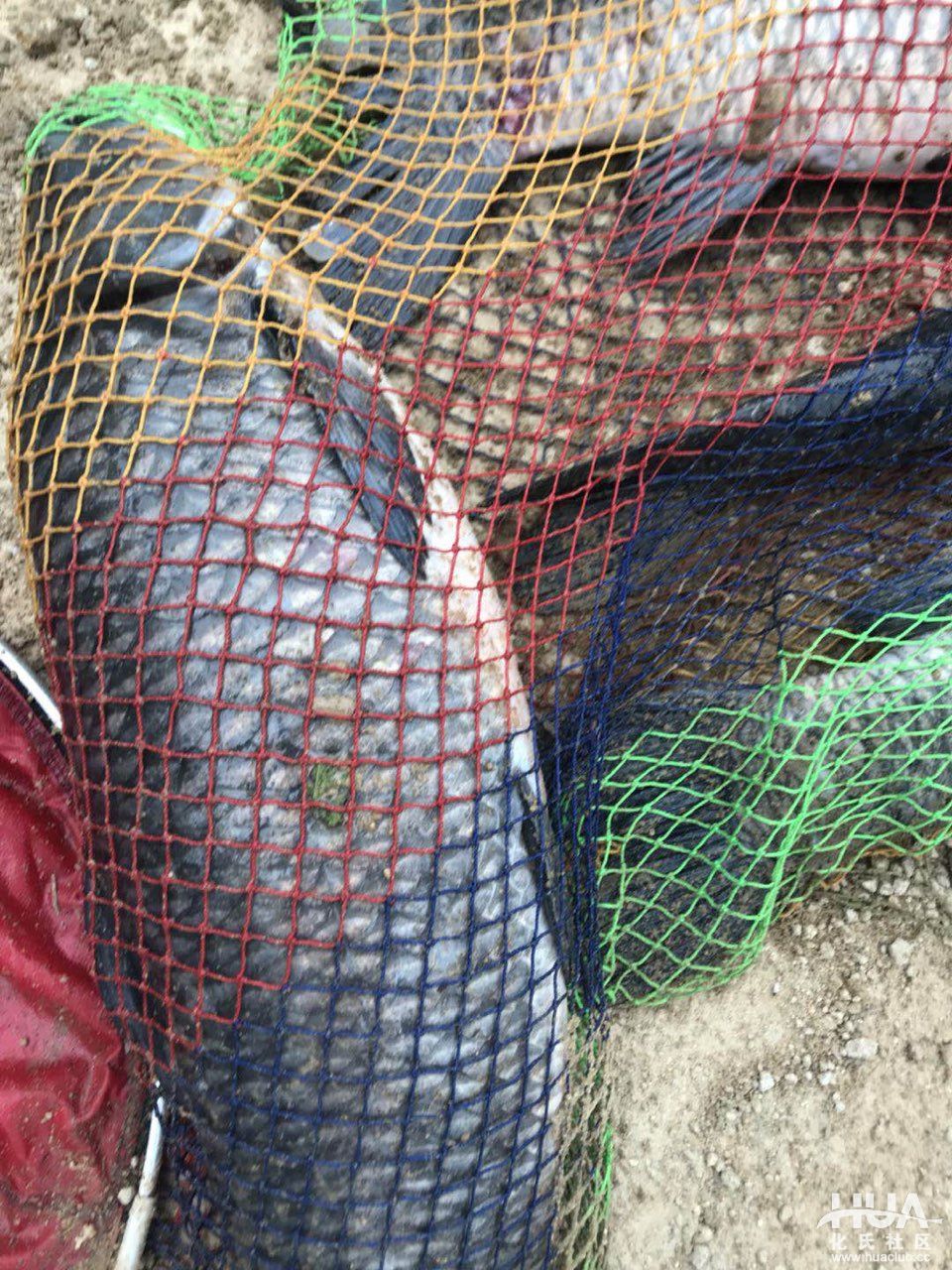 化氏龙三有几个版本,化氏龙三硬度