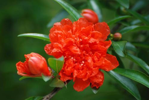 你的生日是几月对应什么花,十二个月每月的代表花及寓意