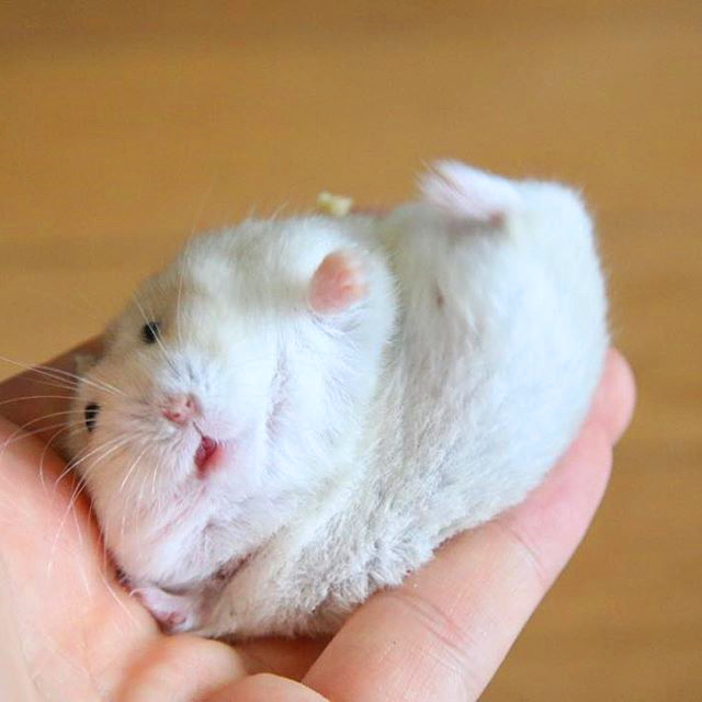 仓鼠躺手的时候要翻身怎么办,仓鼠躺手只啃木棍