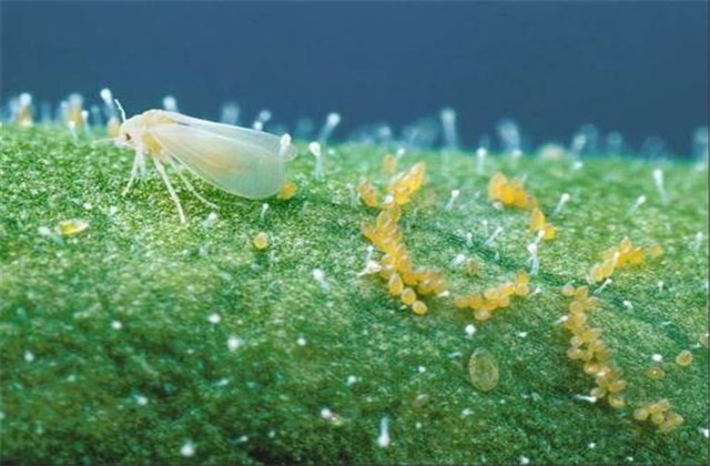 西瓜虫害及防治,西瓜虫害与防治