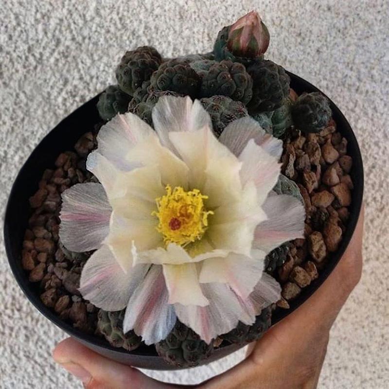 101仙人球,101个仙人球品种