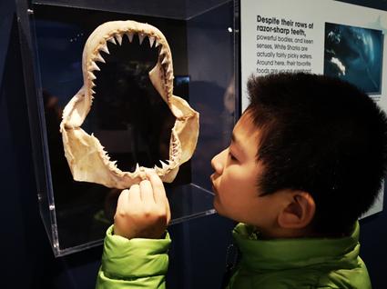 长隆旅游细节分析,长隆有必要四个乐园都玩吗