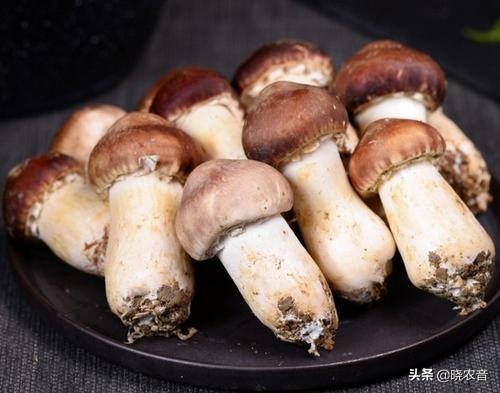 农业种植什么项目最有前景,农业种植有哪些好项目