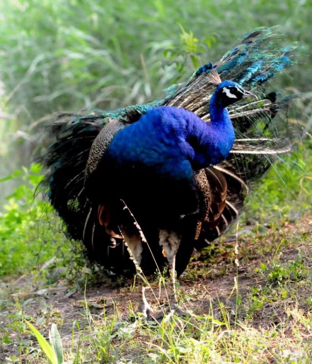 孔雀开屏美丽漂亮的舞视频,孔雀开屏秀