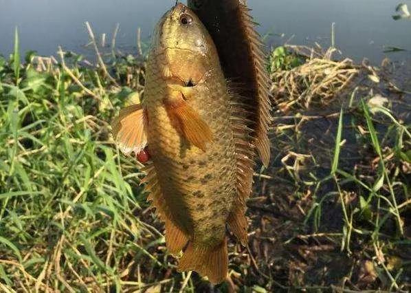 美味但少有人吃，有着强悍的“鱼生”，却被钓鱼人叫成“过街鼠”