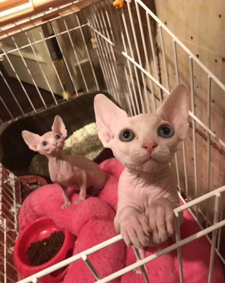 斯芬克斯无毛猫外星猫,斯芬克斯无毛猫咖啡色