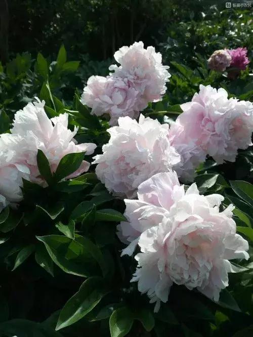 芍药的养护方法,刚买回来的芍药种上以后怎么养护