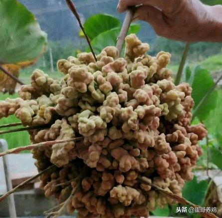 养鸡的十大妙招有哪些,养鸡的秘诀