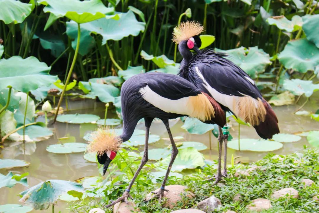 长颈鹤简易画法,灰冠鹤的图片大全