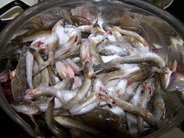 盐沟里钓“光鱼”，体形似胡萝卜，有点虎头蛇尾的感觉