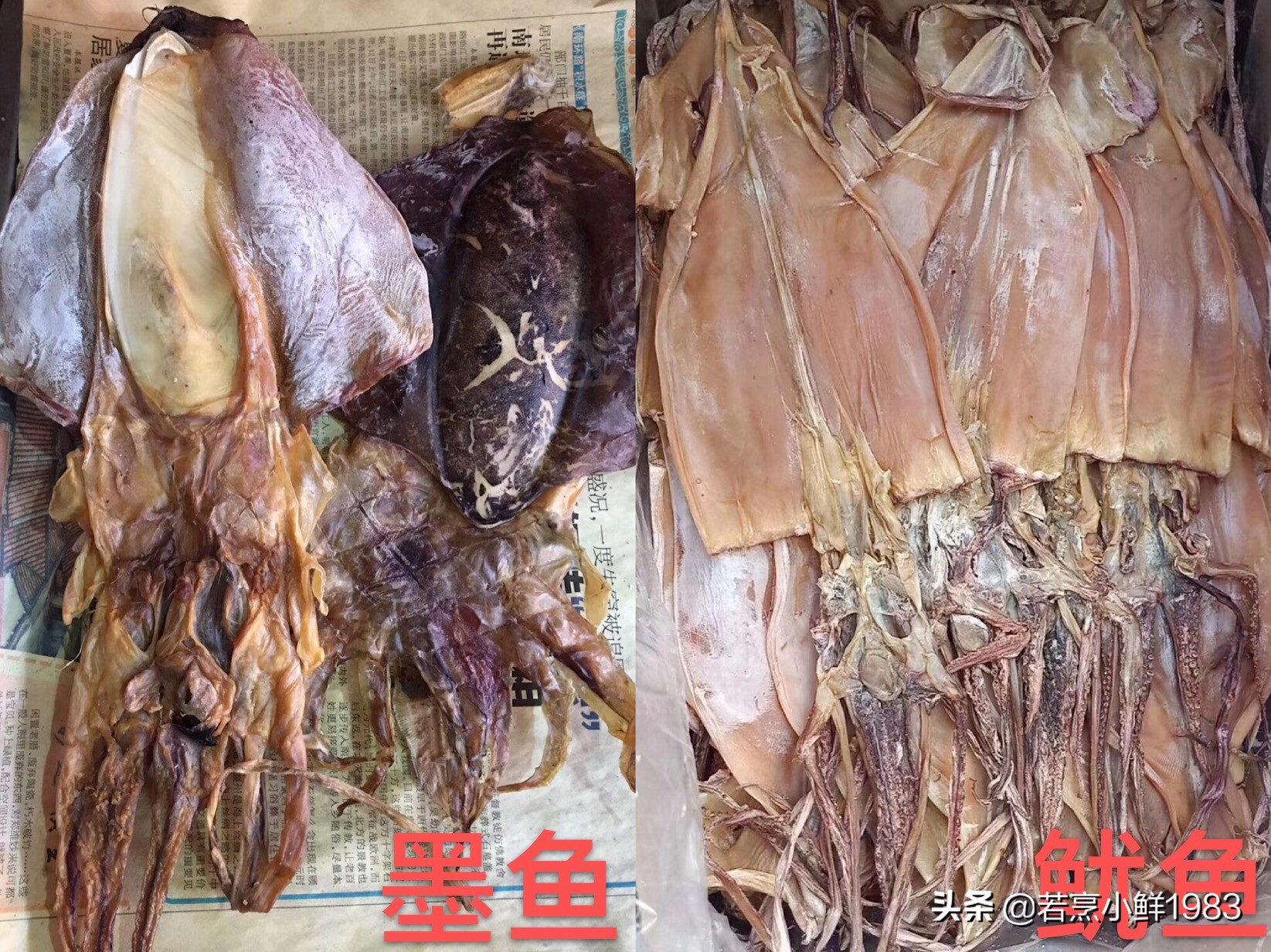 鱿鱼和墨鱼有什么区分呢,鱿鱼和墨鱼怎么样区分