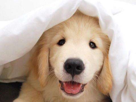 主人一说话狗狗就发抖,狗狗不停的抽搐点头