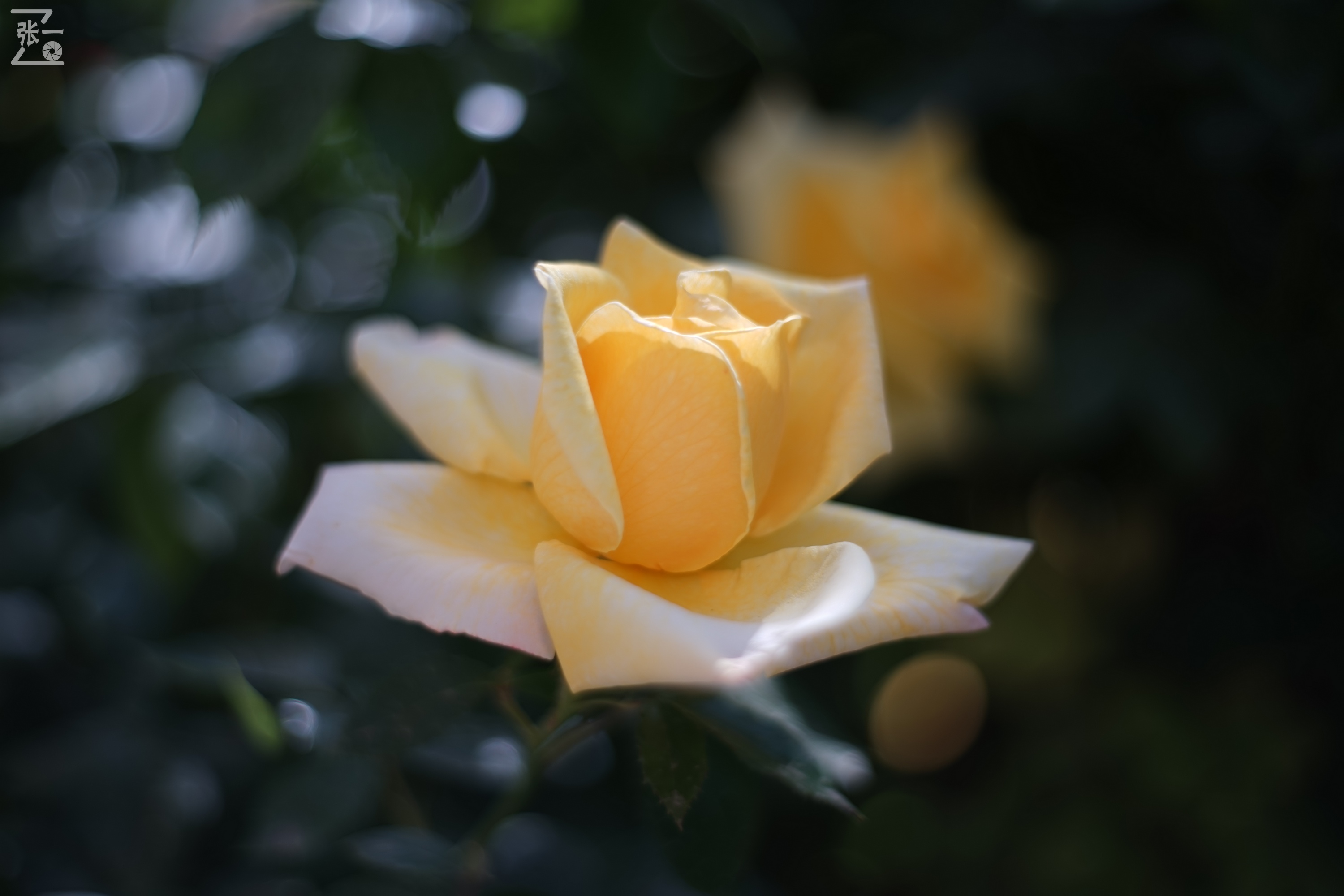 凤凰国产50mm镜头,凤凰索尼e口镜头