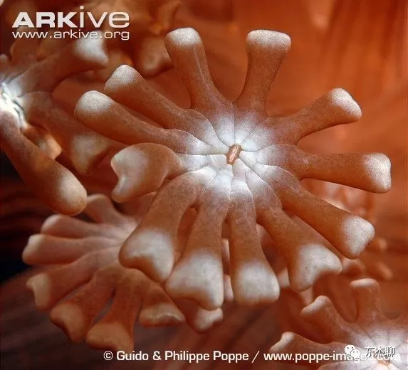 lps和sps可以一起养吗,哪些lps适合新手养