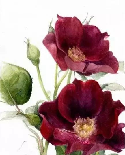 女人如水妻子越柔越旺夫旺家,女人温柔如水才能旺家