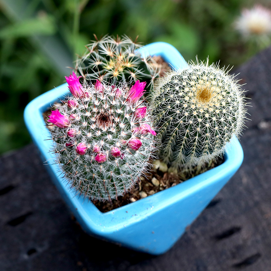 品种大全丨30个仙人球品种图鉴，每个都可爱肉萌到想要全部搬回家