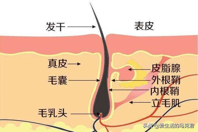 家用脱毛仪哪个牌子脱毛效果最好,家用激光脱毛仪是智商税吗