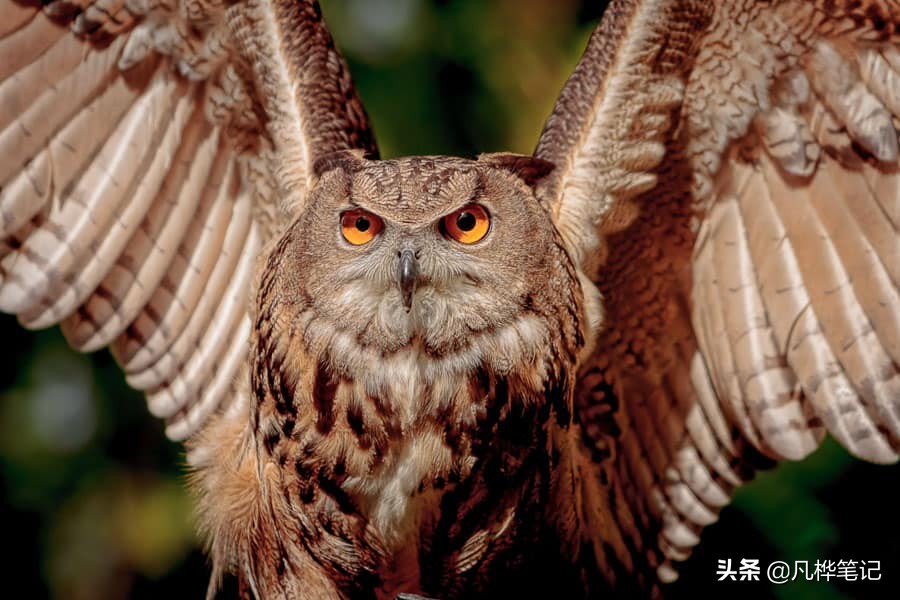 抓拍运动人物拍摄技巧,摄影技巧拍视频风景