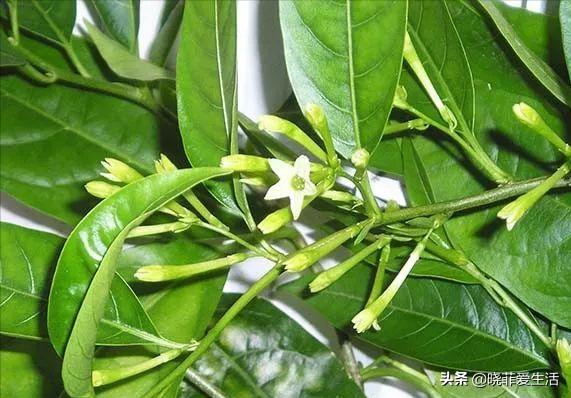 哪些花气味有毒不能养,哪10种花有毒