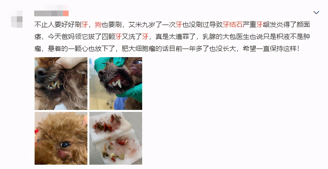 狗去除牙结石有危险吗,狗去牙结石最有效的办法
