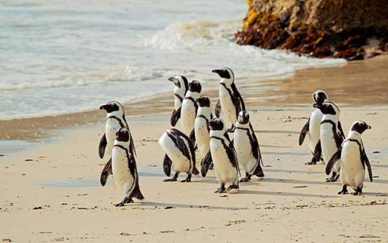 非洲也有企鹅?专家称非洲企鹅叫声像驴,将在14年后功能性灭绝