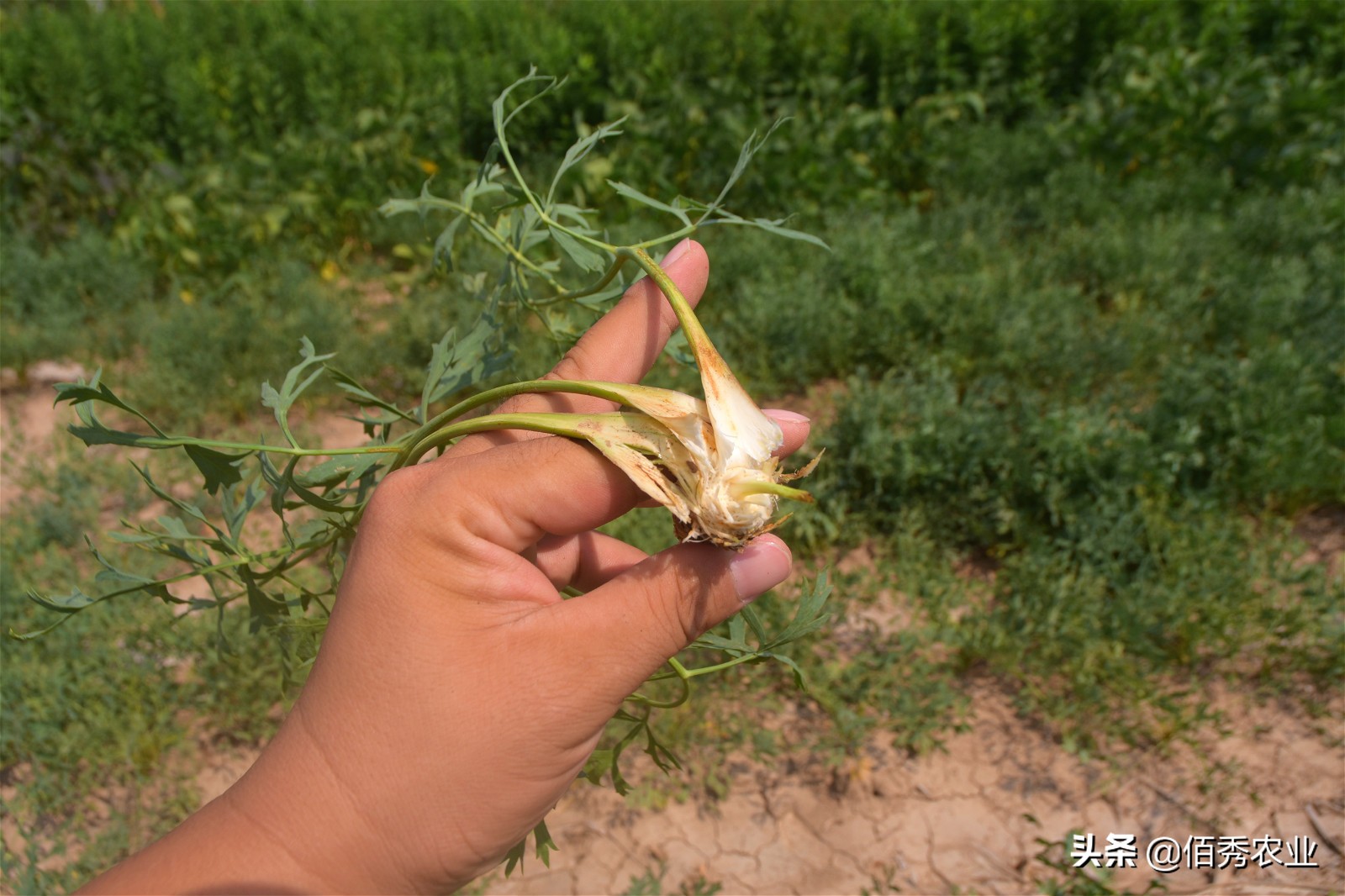 中药材防风田间管理,防风病害管理