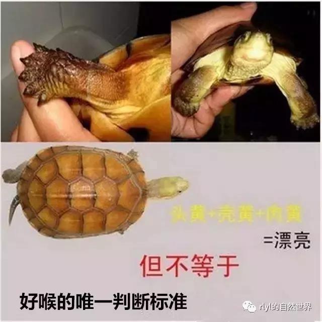 黄喉拟水龟注意事项,黄喉拟水龟种类区别