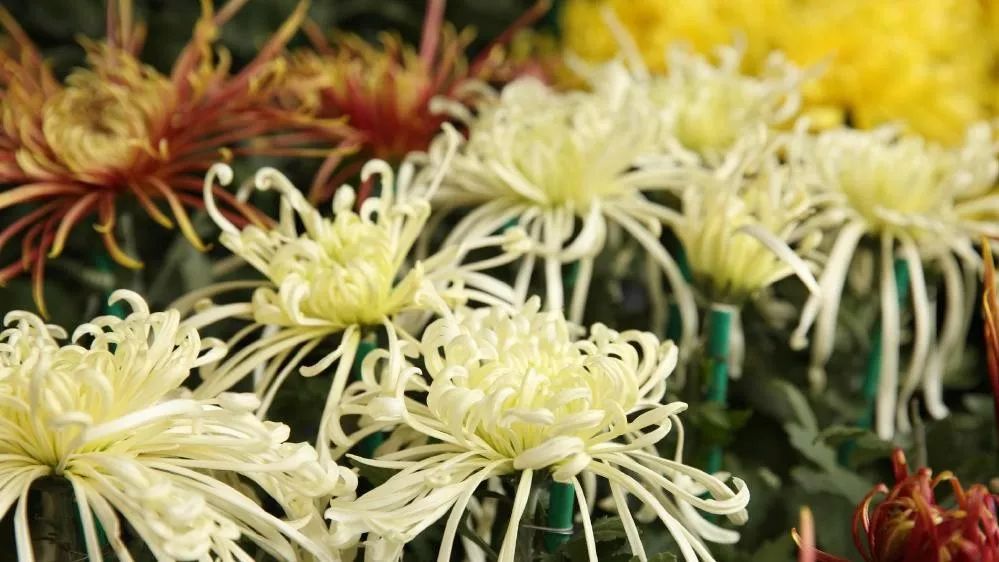 深秋时节的菊花展诗情画意,秋日赏菊30幅菊花图