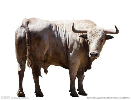 古代丝绸之路的交通工具,丝绸之路上的交通工具