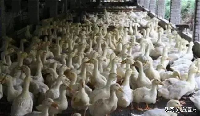 鸭中暑了怎么办,鸭中暑后怎么快速救活