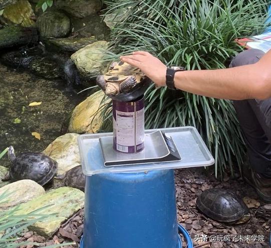 熊猫称完体重后自闭,当熊猫称完体重自闭