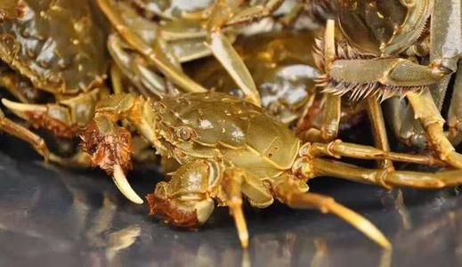 螃蟹养殖中身上脏怎么办,吉林省怎样养殖螃蟹教程